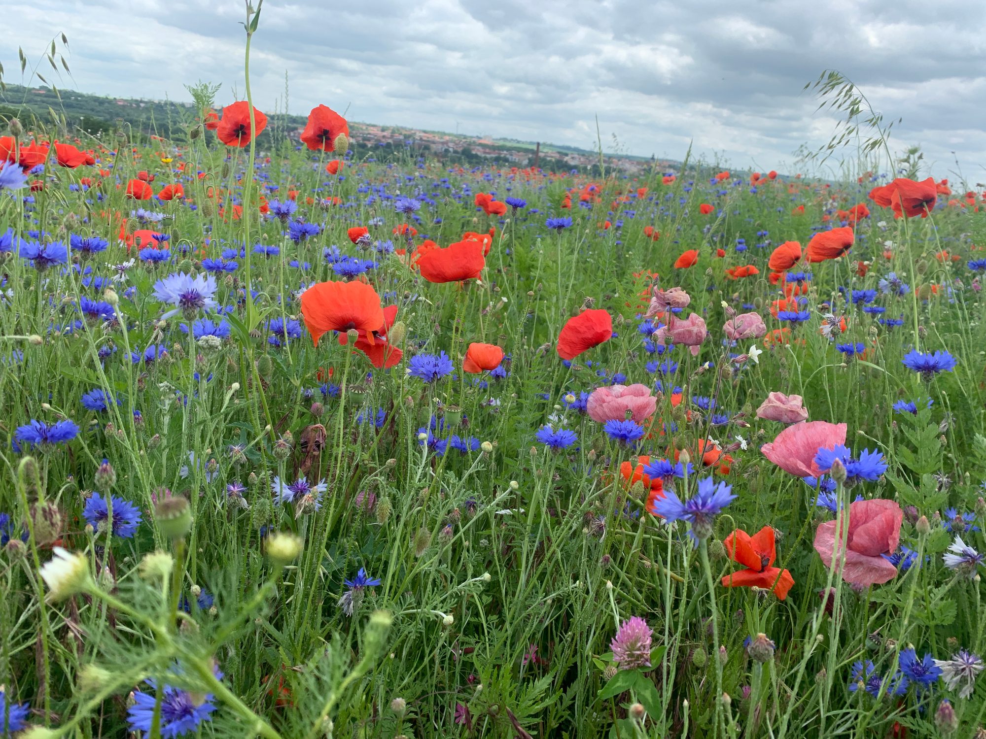 Blühstreifen – Artenvielfalt am Feldrand