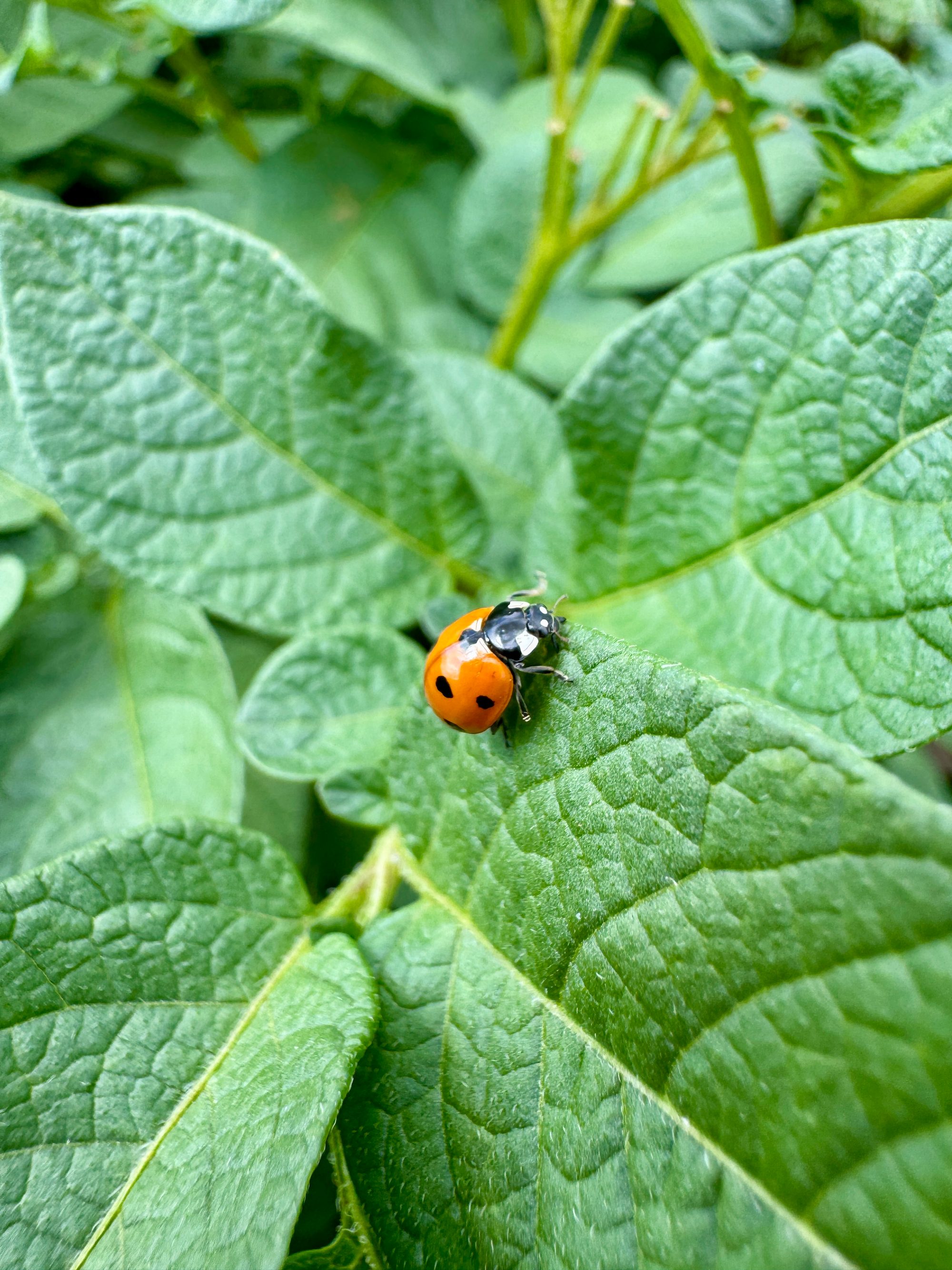 Integrierter Pflanzenschutz