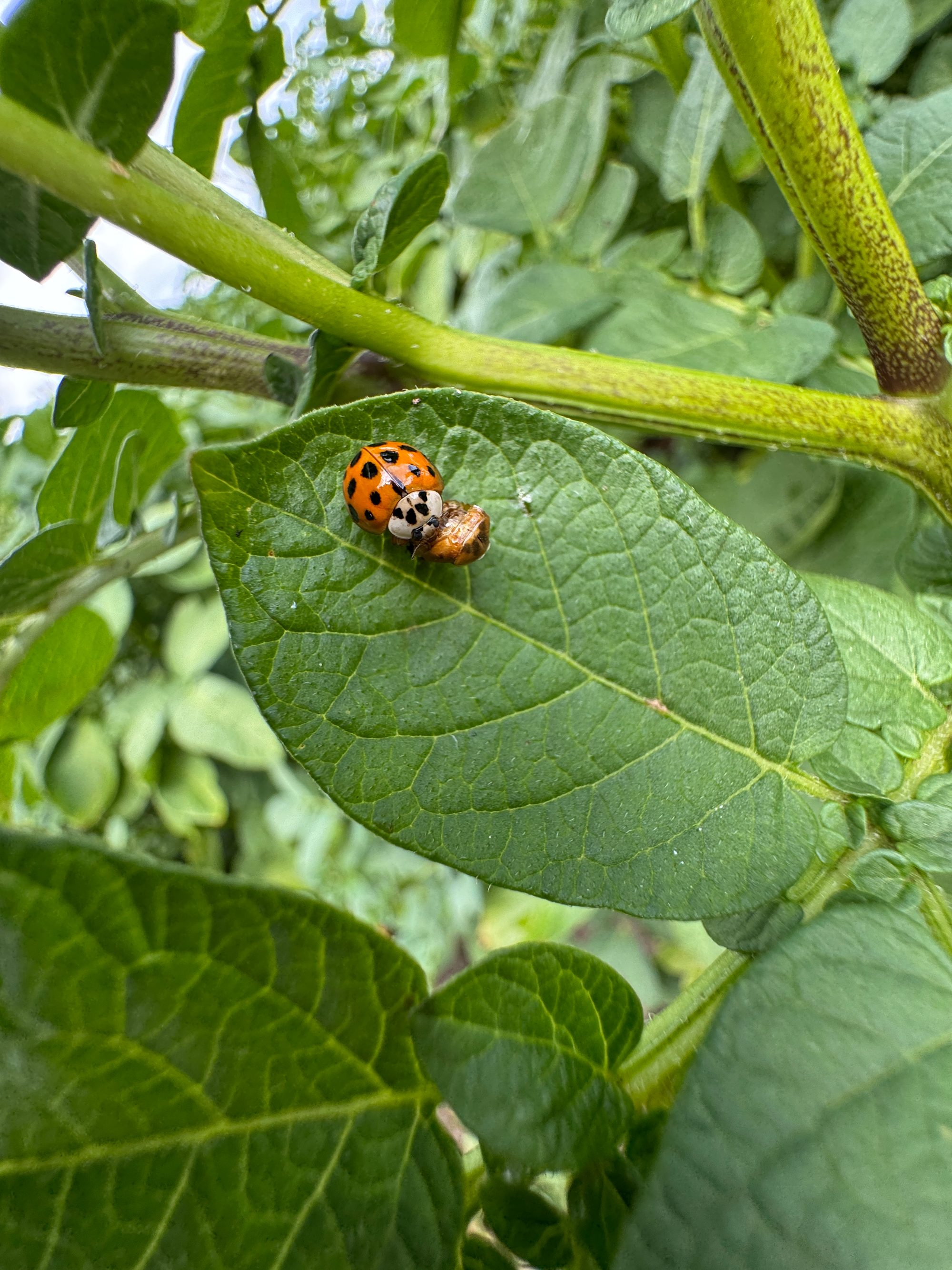 Marienkäfer frisst Kartoffelkäfer – Nützlinge statt Chemie